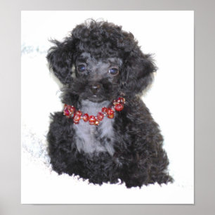 Perfect Black Toy Poodle Puppy Poster