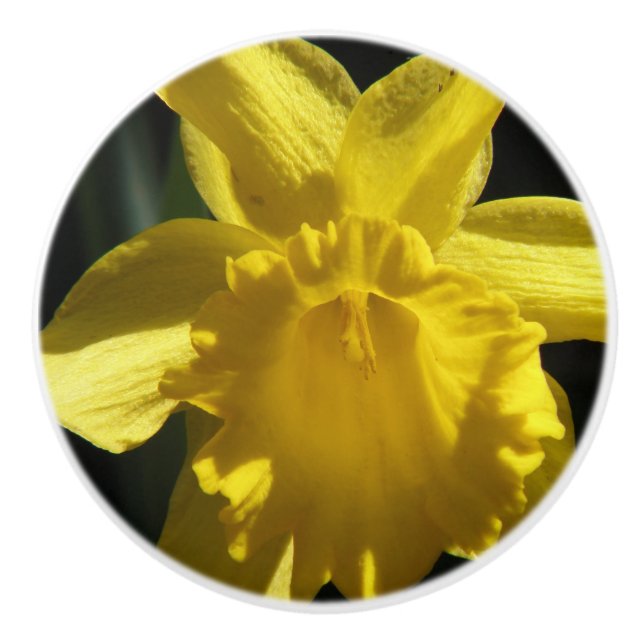 Perfect Daffodil Ceramic Knob (Front)