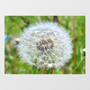 Perfect Dandelion – Botanical Macro Photography