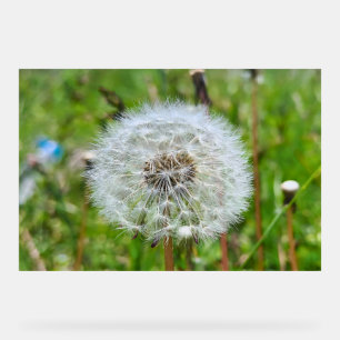 Perfect Dandelion – Botanical Macro Photography Acrylic Sign
