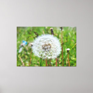 Perfect Dandelion – Botanical Macro Photography Canvas Print