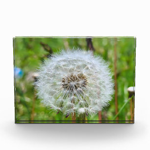 Perfect Dandelion – Botanical Macro Photography Photo Block
