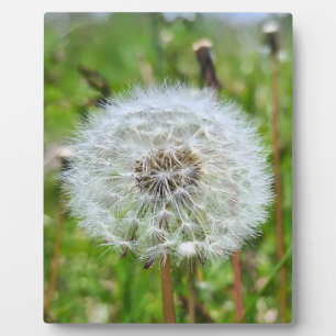 Perfect Dandelion – Botanical Macro Photography Plaque