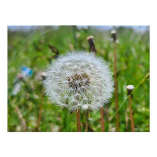 Perfect Dandelion – Botanical Macro Photography Poster