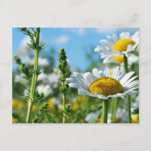 Perfect Day of Summer Postcard