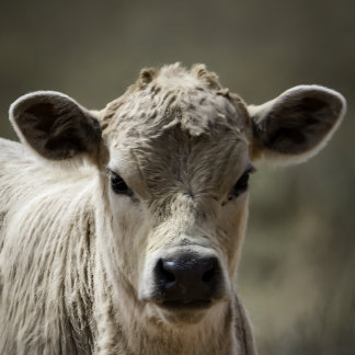 Perfect fit for after that perfect filling feeding baby bodysuit