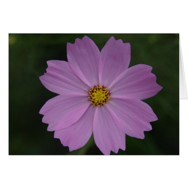 perfect flower (Front Horizontal)