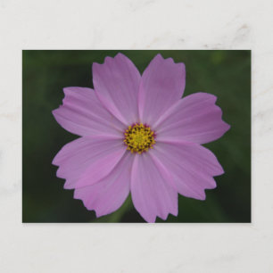 perfect flower postcard