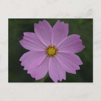 perfect flower postcard