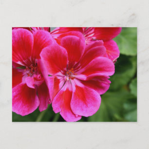 Perfect geranium postcard