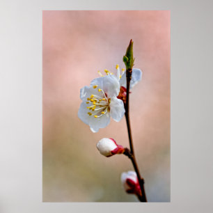 Perfect Japanese Apricot Flower Poster