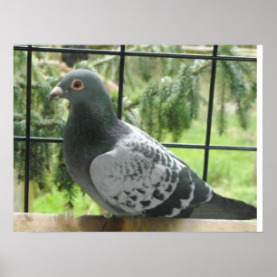 Perfect Pigeon Poster