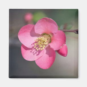 Perfect Pink Flowering Quince Magnet