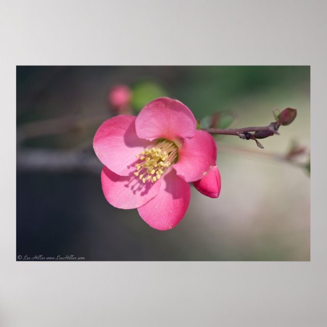 Perfect Pink Flowering Quince Poster (Front)