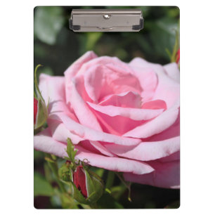 perfect pink rose flower and buds. love, freind clipboard