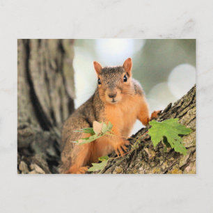 Perfect pose postcard