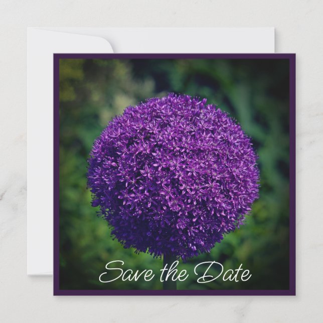 Perfect Purple Allium Flowers Save The Date  (Front)