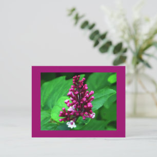 Perfect Purple Wildflower Postcard