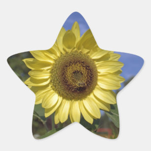 Perfect summer sunflower in blue sky. star sticker