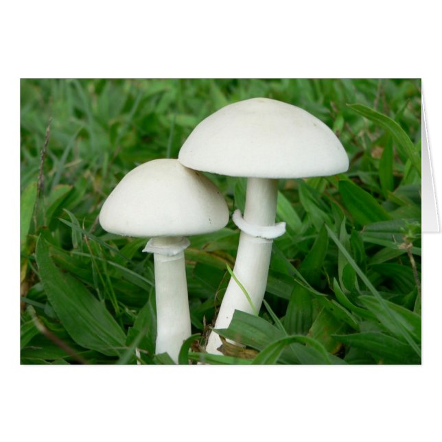 Perfect Whiecouple, Mushrooms (Front Horizontal)