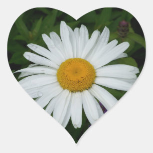 Perfect White and Yellow Daisy Photo Envelope Seal