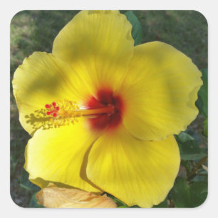 Perfect Yellow Hibiscus Flower, square sticker