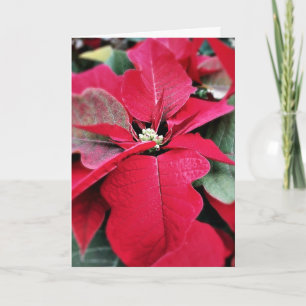 Perfectly on Point Poinsettia Holiday Card