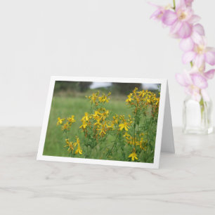 Perforate St John's-Wort Flowering Plant Card