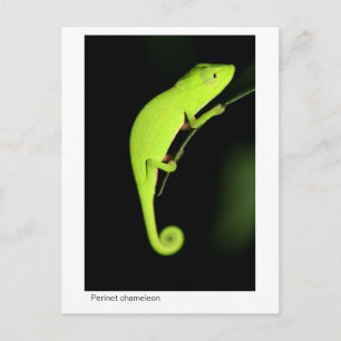Perinet Chameleon Postcard