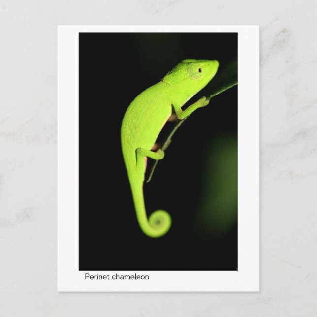 Perinet Chameleon Postcard (Front)