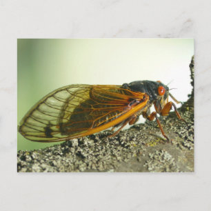 Periodical Cicada Postcard. Postcard