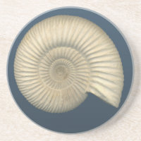 Perisphinctes Ammonite