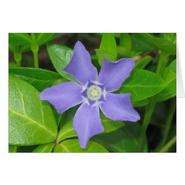 periwinkle (Front Horizontal)