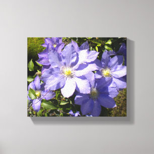 Periwinkle Clematis Canvas Print