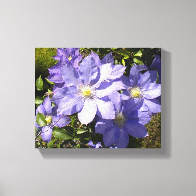Periwinkle Clematis Canvas Print (Front)