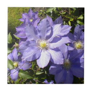 Periwinkle Clematis Tile
