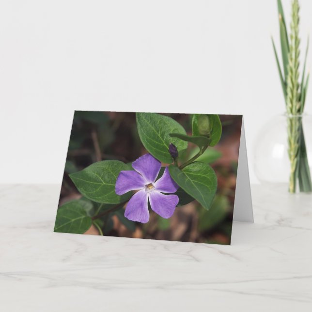 Periwinkle Flower Card (Front)