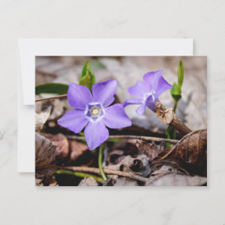 Periwinkle Flowers Postcard