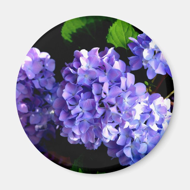 Periwinkle Hydrangeas Magnet (Front)