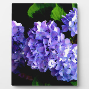 Periwinkle hydrangeas purple flowers blue flowers plaque