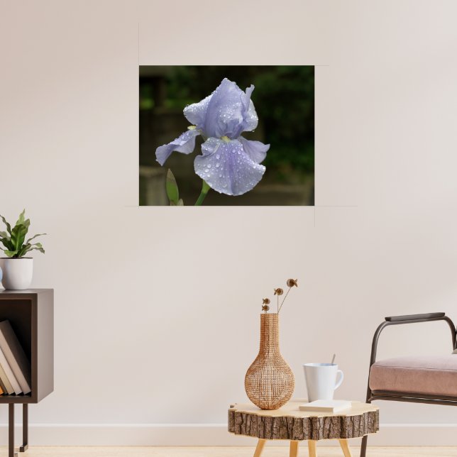 Periwinkle Iris with Raindrops Poster (Living Room 3)