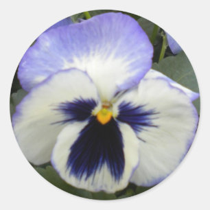 Periwinkle Pansy Stickers