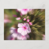 Periwinkle Zoom