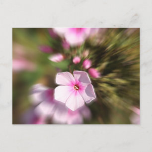 Periwinkle Zoom Postcard