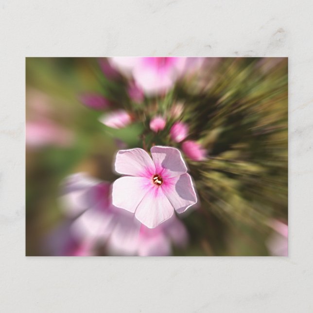 Periwinkle Zoom Postcard (Front)