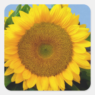 Perky Sunflower Square Sticker