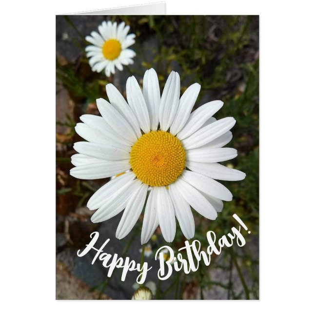 Perky White Daisy Flower Birthday Card (Front)