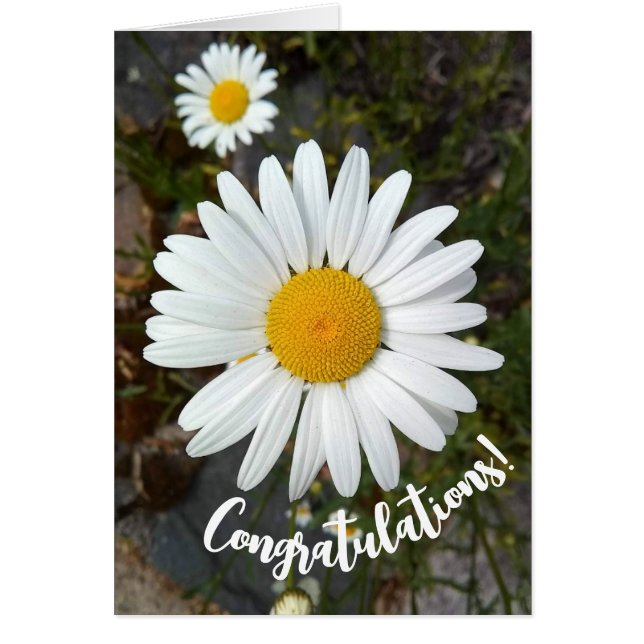 Perky White Daisy Flower Congratulations Card (Front)