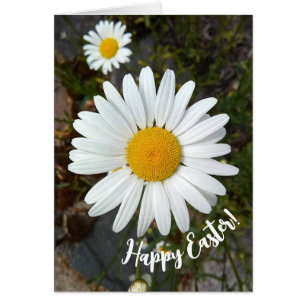 Perky White Daisy Flower Easter Card