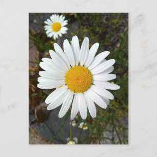 Perky White Daisy Flower Postcard